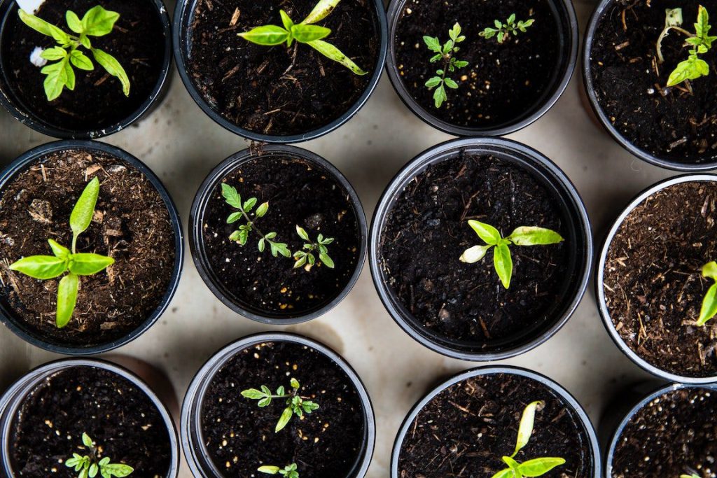 medicinal herbs to grow at home